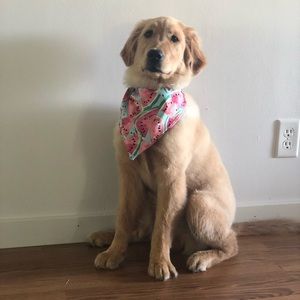 Watercolor Watermelon Dog Bandana